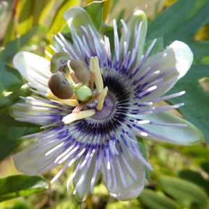 How-How, White-Leafed Passionflower, Passion Vine, Passionfruit, Passiflora mooreana